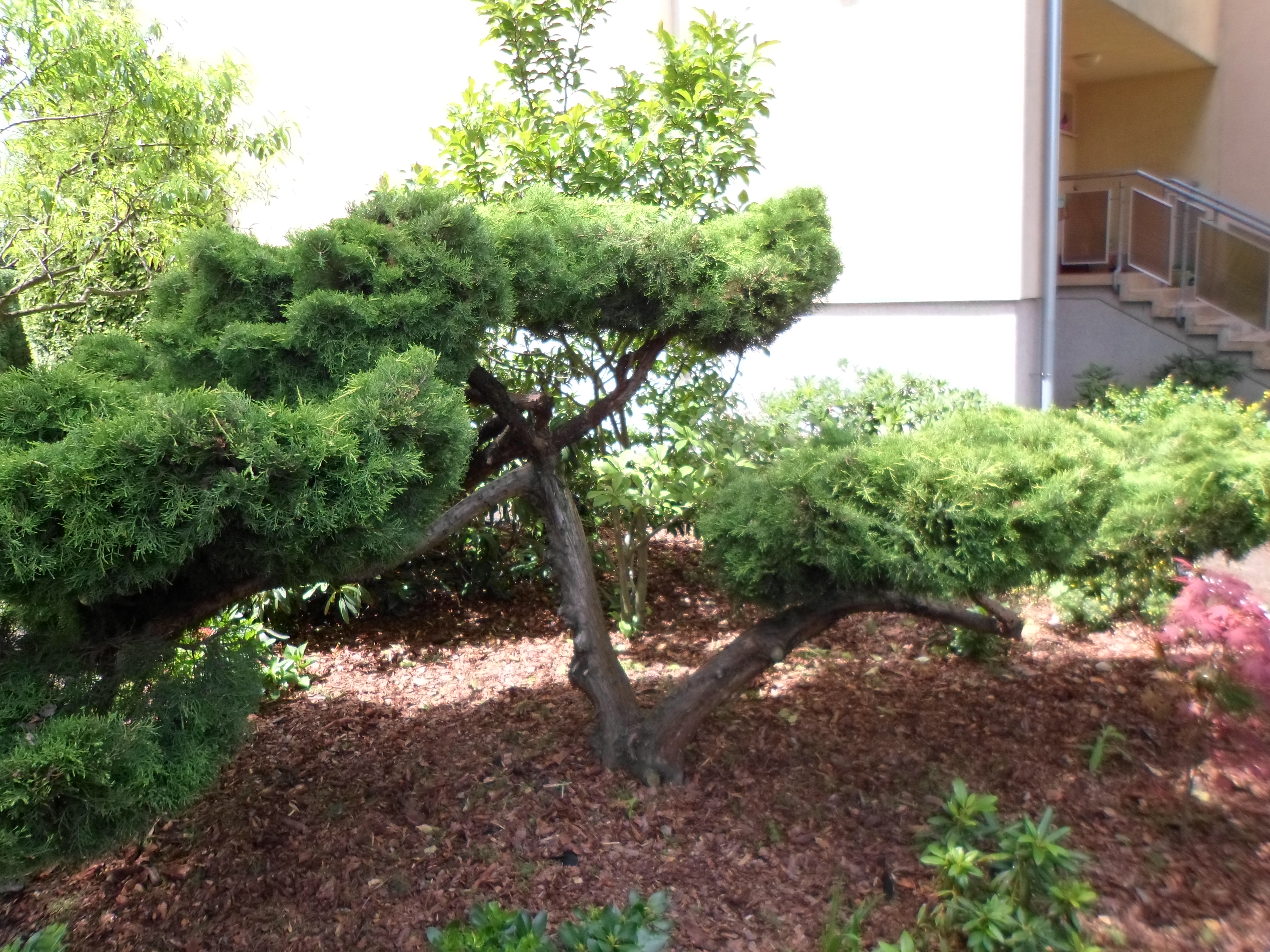 Profesjonalne cięcie ozdobne krzewów